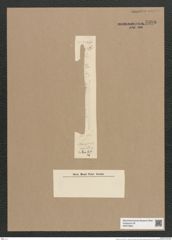 Synedra sp. (de-Toni-Nr.: Genus 66, Species 2587) Zeichnungen Sammlung Grunow Nr. 5396 (NHMW-BOT-W0373824)